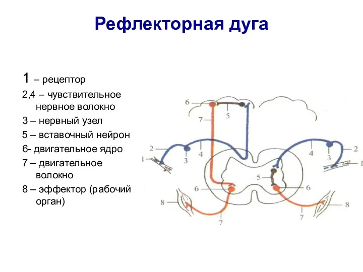 Рефлекторная дуга 1 – рецептор 2,4 – чувствительное нервное волокно