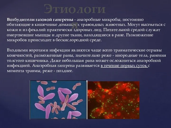 Возбудители газовой гангрены - анаэробные микробы, постоянно обитающие в кишечнике