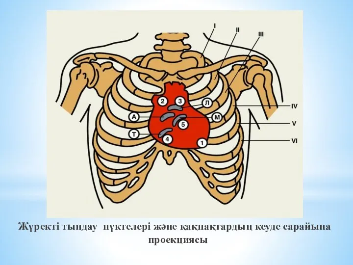 Жүректі тыңдау нүктелері және қақпақтардың кеуде сарайына проекциясы