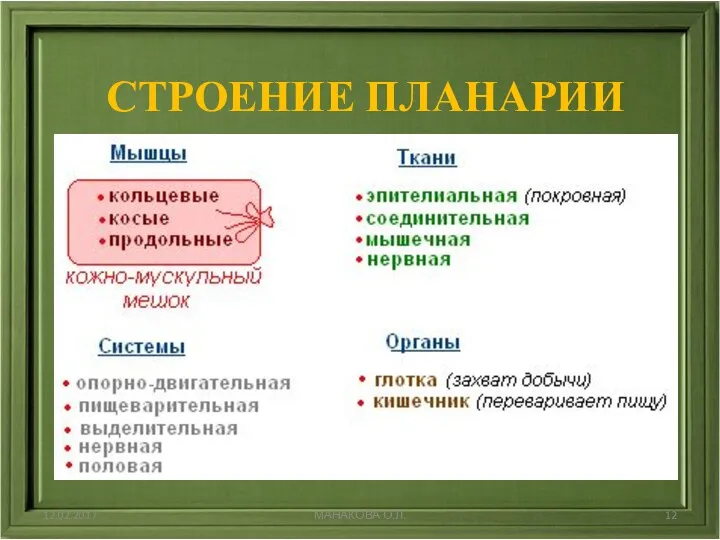 СТРОЕНИЕ ПЛАНАРИИ 12.02.2017 МАНАКОВА О.Л.