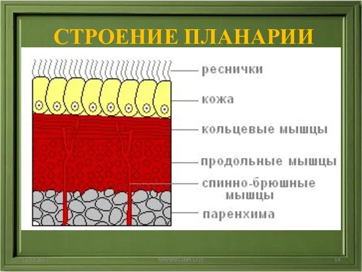 СТРОЕНИЕ ПЛАНАРИИ 12.02.2017 МАНАКОВА О.Л.