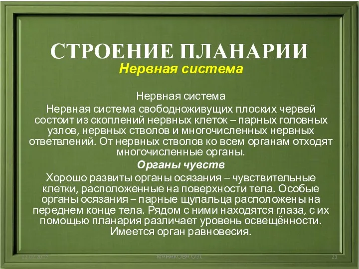 СТРОЕНИЕ ПЛАНАРИИ Нервная система Нервная система Нервная система свободноживущих плоских