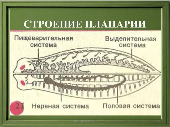 СТРОЕНИЕ ПЛАНАРИИ 12.02.2017 МАНАКОВА О.Л.