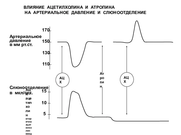 ВЛИЯНИЕ АЦЕТИЛХОЛИНА И АТРОПИНА НА АРТЕРИАЛЬНОЕ ДАВЛЕНИЕ И СЛЮНООТДЕЛЕНИЕ