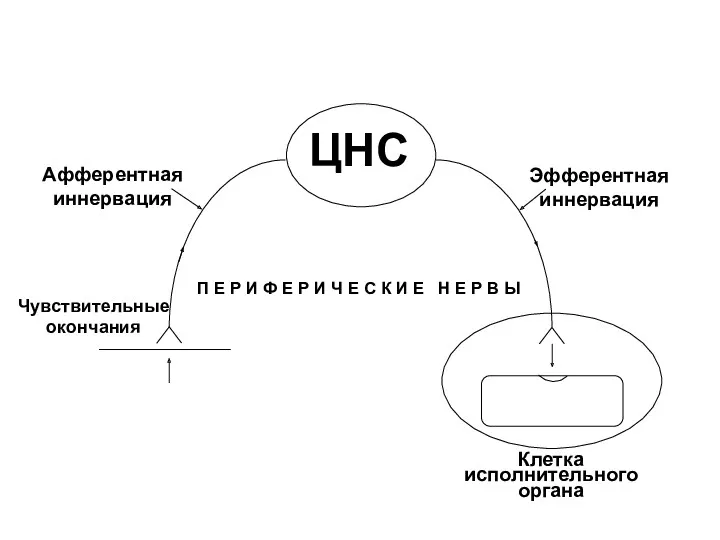 ЦНС Афферентная иннервация Эфферентная иннервация П Е Р И Ф