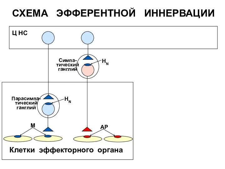 НN НN АР Ц НС Симпа- тический ганглий Парасимпа- тический