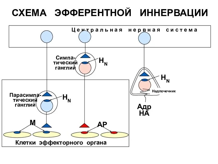 СХЕМА ЭФФЕРЕНТНОЙ ИННЕРВАЦИИ Клетки эффекторного органа НN НN АР Ц