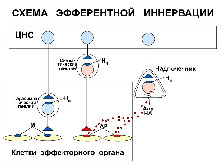 СХЕМА ЭФФЕРЕНТНОЙ ИННЕРВАЦИИ Клетки эффекторного органа НN НN АР ЦНС