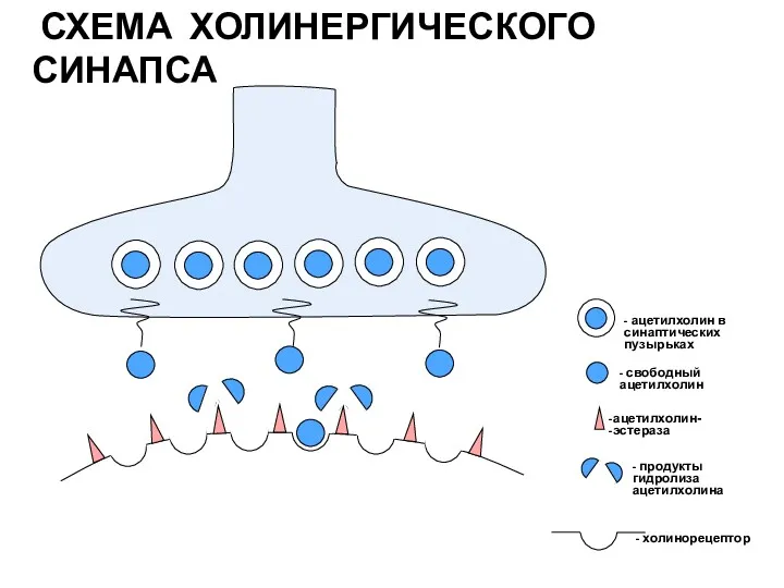 СХЕМА ХОЛИНЕРГИЧЕСКОГО СИНАПСА