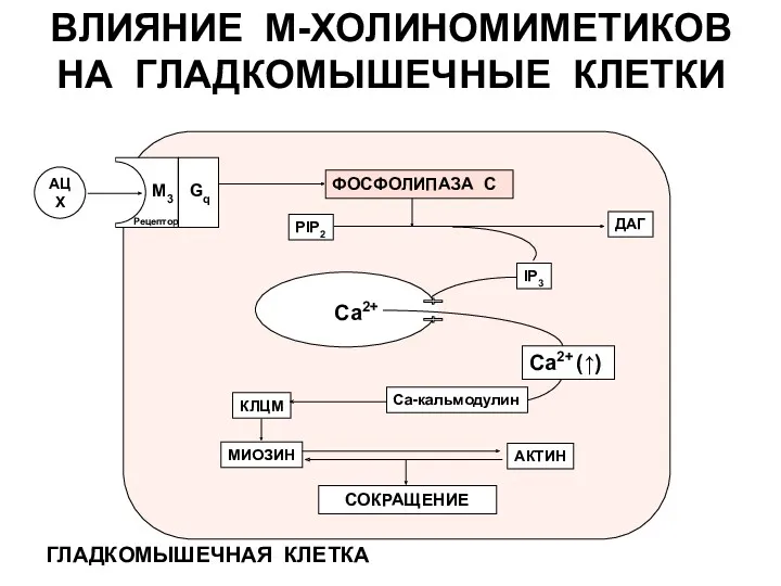 ВЛИЯНИЕ М-ХОЛИНОМИМЕТИКОВ НА ГЛАДКОМЫШЕЧНЫЕ КЛЕТКИ ГЛАДКОМЫШЕЧНАЯ КЛЕТКА ФОСФОЛИПАЗА С АЦХ