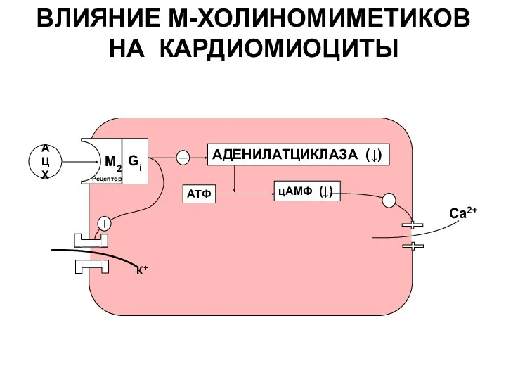 ВЛИЯНИЕ М-ХОЛИНОМИМЕТИКОВ НА КАРДИОМИОЦИТЫ АЦХ Рецептор АДЕНИЛАТЦИКЛАЗА (↓) М2 Gi АТФ цАМФ (↓) Са2+ К+ Gi