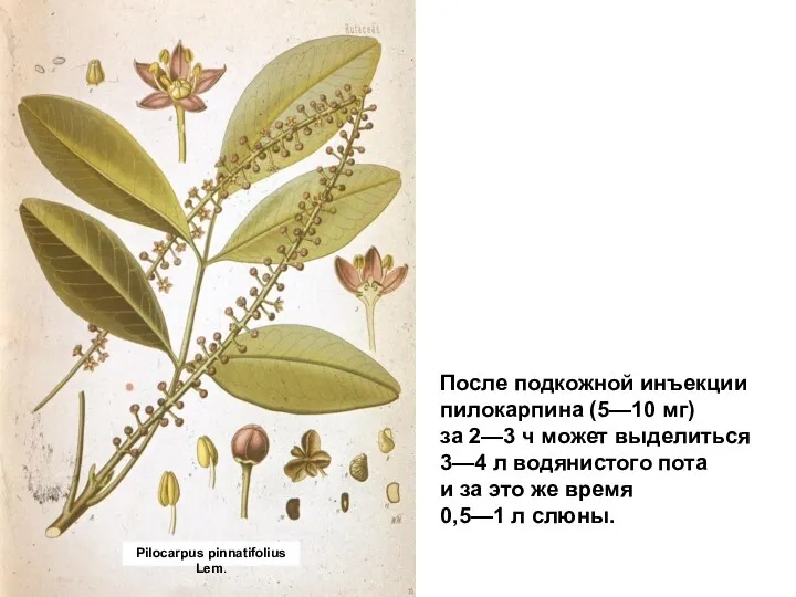 После подкожной инъекции пилокарпина (5—10 мг) за 2—3 ч может