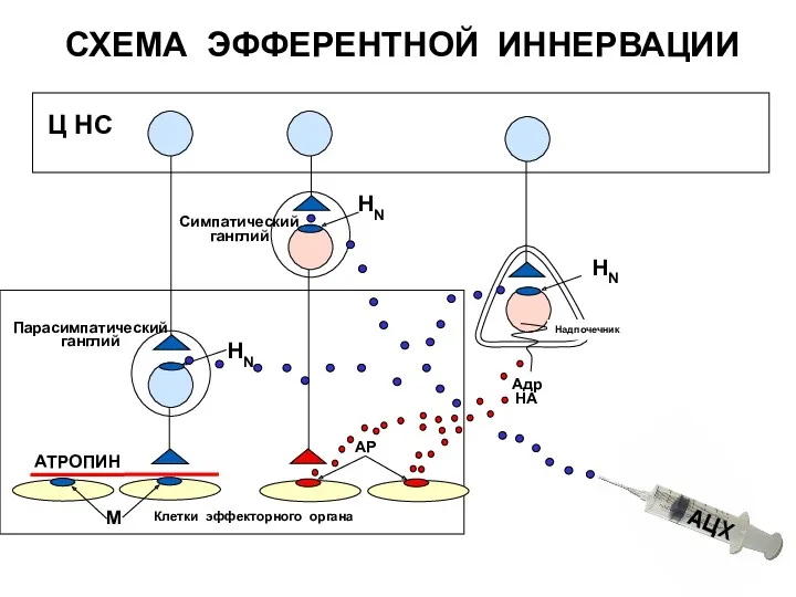 СХЕМА ЭФФЕРЕНТНОЙ ИННЕРВАЦИИ Клетки эффекторного органа НN НN АР Ц