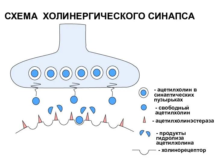 СХЕМА ХОЛИНЕРГИЧЕСКОГО СИНАПСА