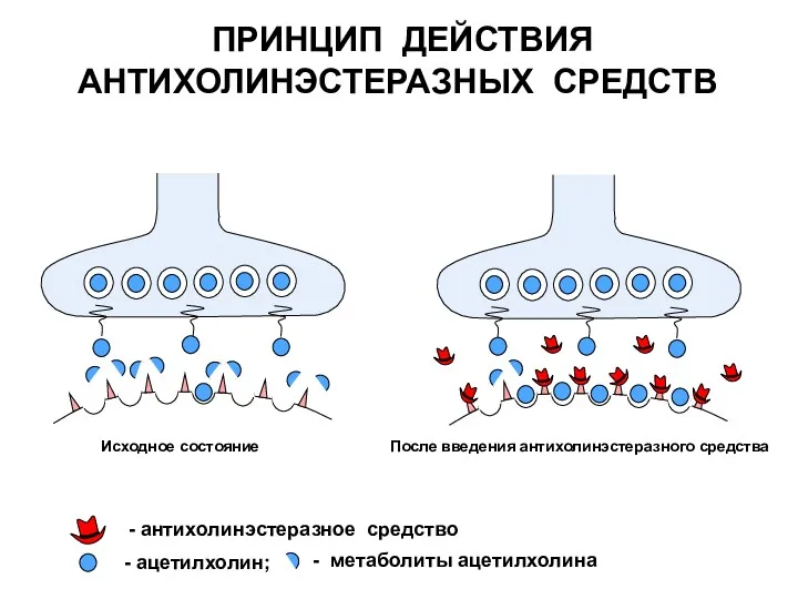 ПРИНЦИП ДЕЙСТВИЯ АНТИХОЛИНЭСТЕРАЗНЫХ СРЕДСТВ - антихолинэстеразное средство Исходное состояние После введения антихолинэстеразного средства - ацетилхолин;