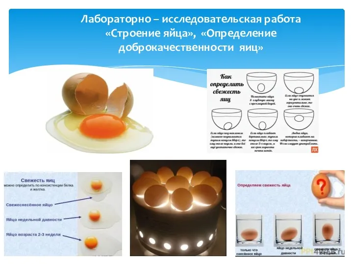 Лабораторно – исследовательская работа «Строение яйца», «Определение доброкачественности яиц»