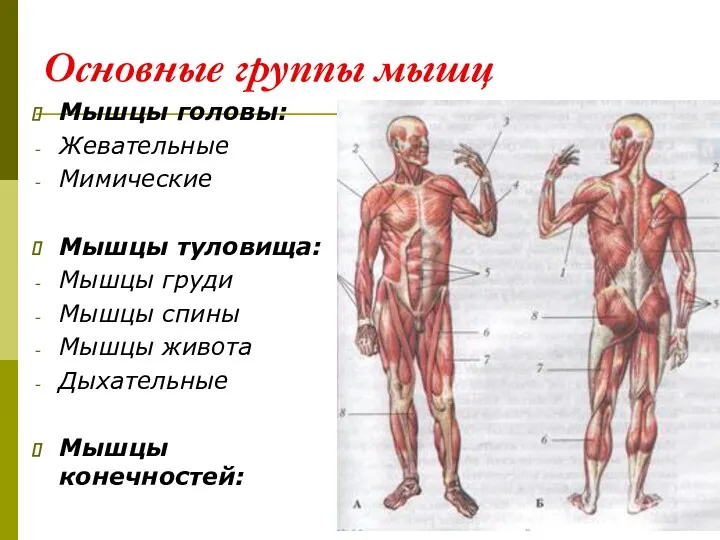 Основные группы мышц Мышцы головы: Жевательные Мимические Мышцы туловища: Мышцы груди Мышцы спины