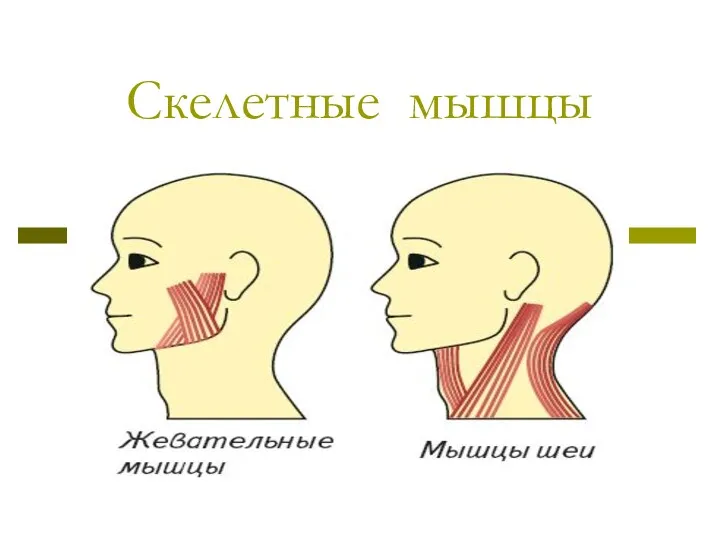 Скелетные мышцы