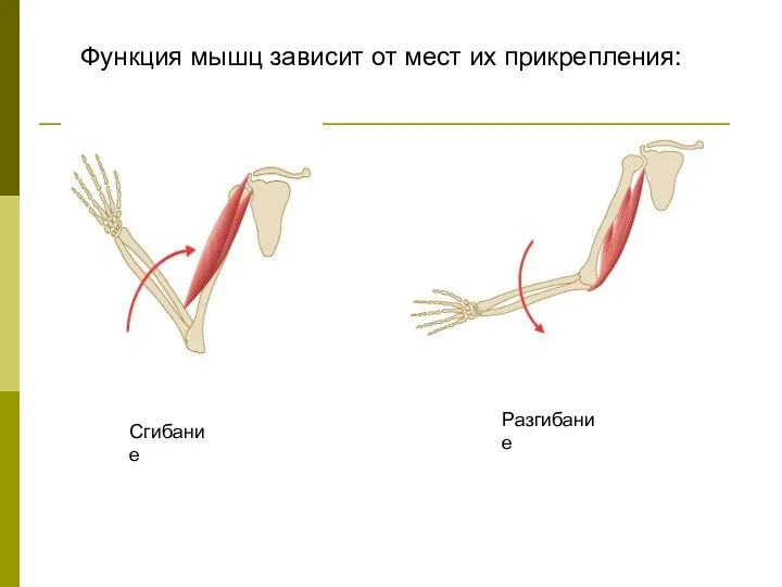 Функция мышц зависит от мест их прикрепления: Сгибание Разгибание