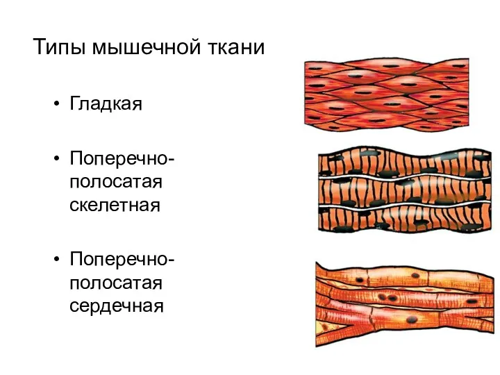 Типы мышечной ткани Гладкая Поперечно-полосатая скелетная Поперечно-полосатая сердечная