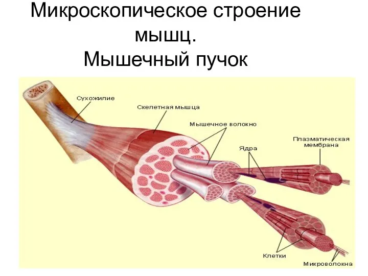 Микроскопическое строение мышц. Мышечный пучок