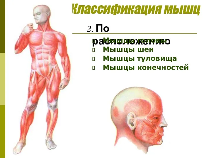 Классификация мышц 2. По расположению Мышцы головы Мышцы шеи Мышцы туловища Мышцы конечностей