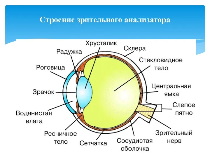 Строение зрительного анализатора