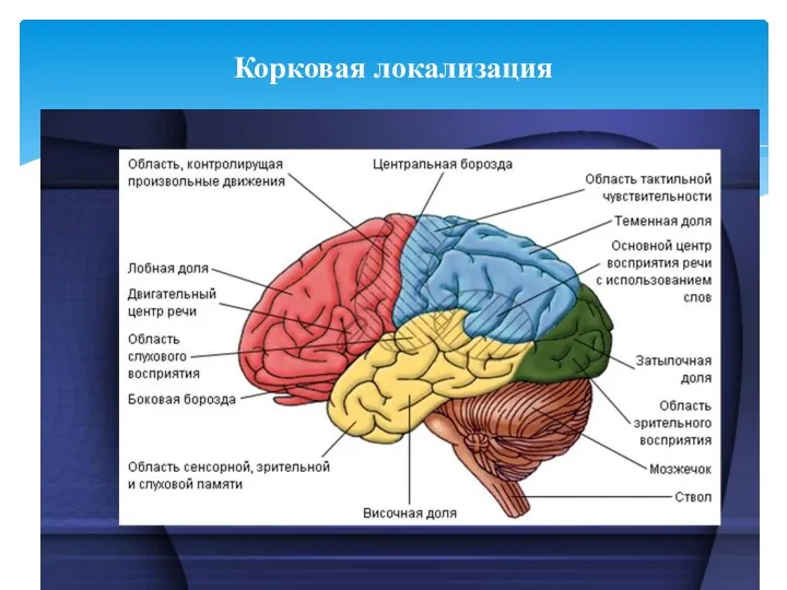 Корковая локализация