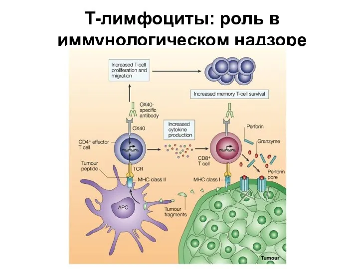 T-лимфоциты: роль в иммунологическом надзоре