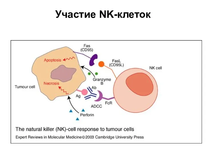Участие NK-клеток