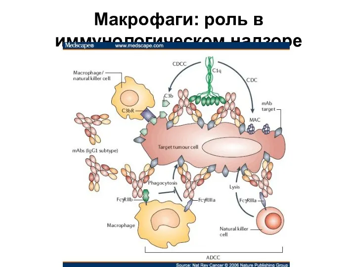 Макрофаги: роль в иммунологическом надзоре