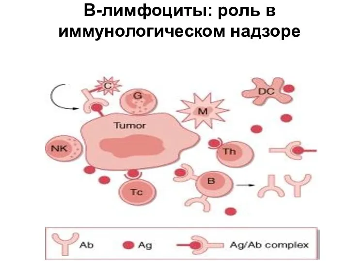 B-лимфоциты: роль в иммунологическом надзоре