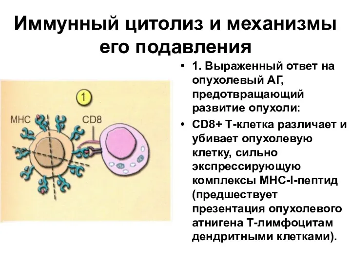 Иммунный цитолиз и механизмы его подавления 1. Выраженный ответ на