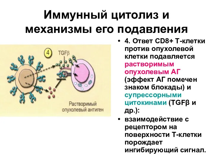Иммунный цитолиз и механизмы его подавления 4. Ответ СD8+ Т-клетки