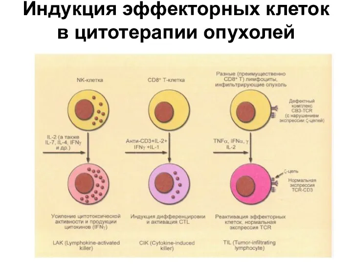 Индукция эффекторных клеток в цитотерапии опухолей
