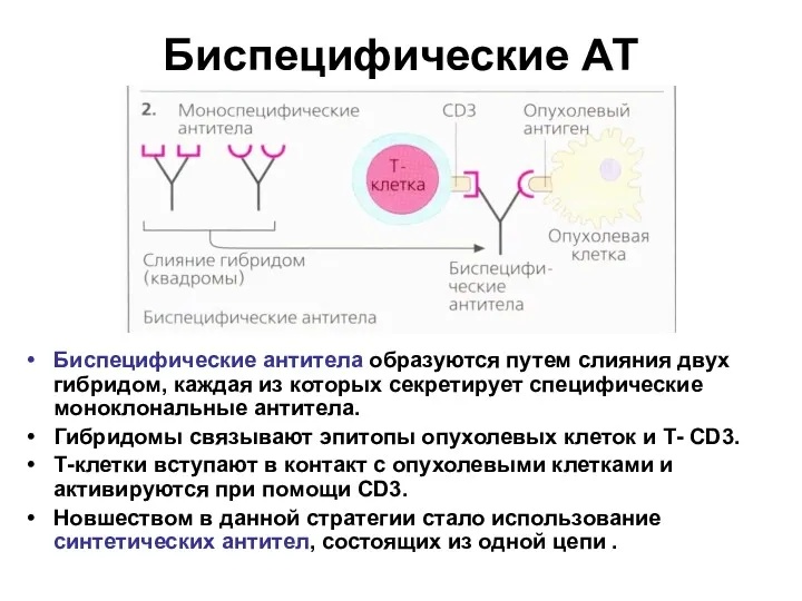 Биспецифические АТ Биспецифические антитела образуются путем слияния двух гибридом, каждая