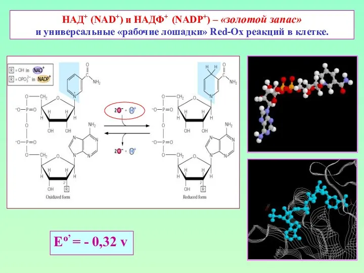 НАД+ (NAD+) и НАДФ+ (NADP+) – «золотой запас» и универсальные
