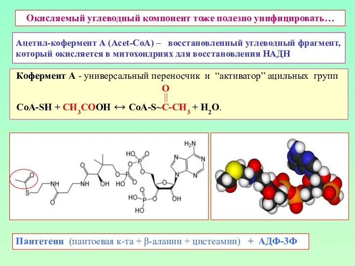 Ацетил-кофермент А (Acet-CoA) – восстановленный углеводный фрагмент, который окисляется в