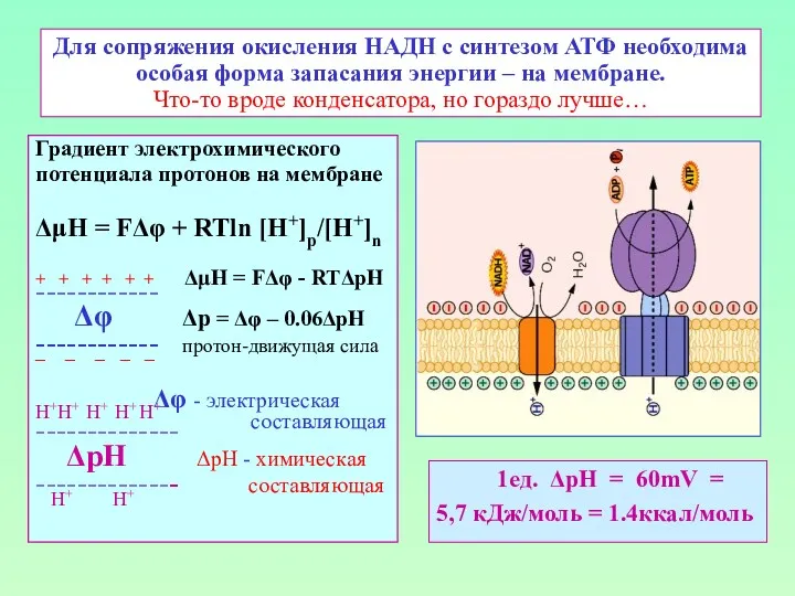 Для сопряжения окисления НАДН с синтезом АТФ необходима особая форма