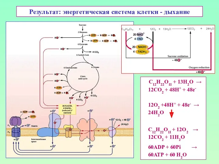 Результат: энергетическая система клетки - дыхание С12H22O11 + 13H2O →