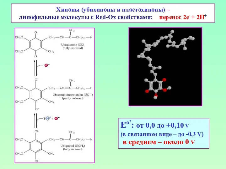 Хиноны (убихиноны и пластохиноны) – липофильные молекулы с Red-Ox свойствами:
