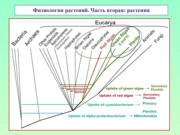 Физиология растений. Часть вторая: растения