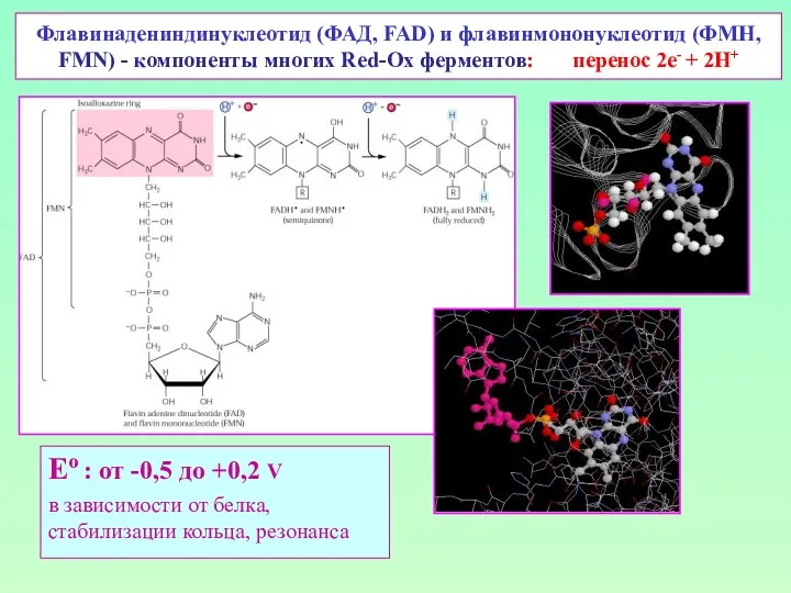 Флавинадениндинуклеотид (ФАД, FAD) и флавинмононуклеотид (ФМН, FMN) - компоненты многих