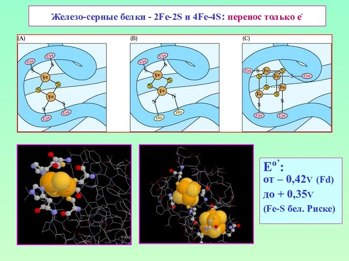 Железо-серные белки - 2Fe-2S и 4Fe-4S: перенос только е- Eо’: