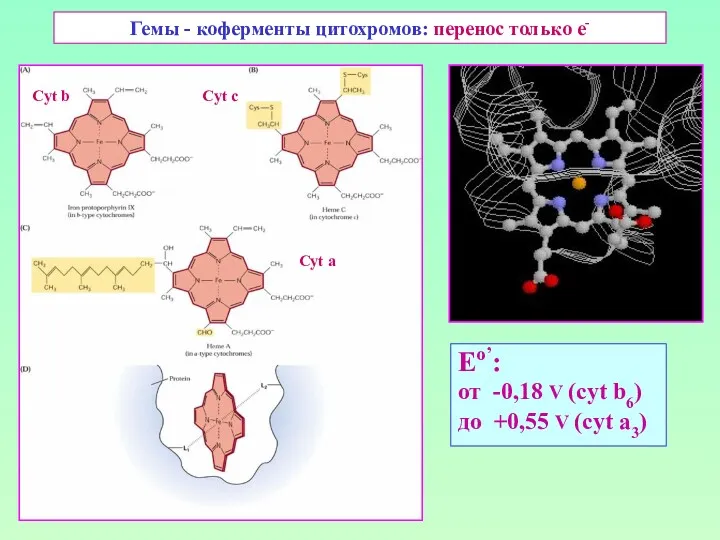 Гемы - коферменты цитохромов: перенос только е- Eо’: от -0,18