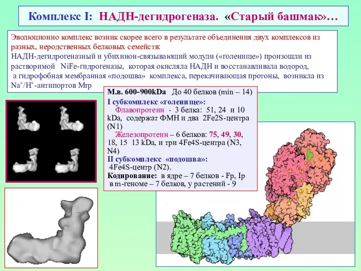 Комплекс I: НАДН-дегидрогеназа. «Старый башмак»… Эволюционно комплекс возник скорее всего