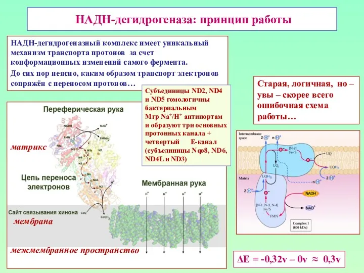 НАДН-дегидрогеназа: принцип работы ΔЕ = -0,32v – 0v ≈ 0,3v