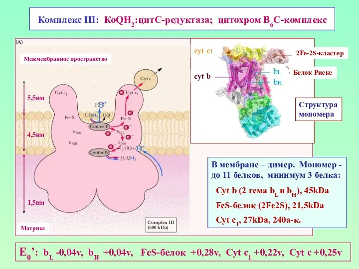 Комплекс III: КоQН2:цитС-редуктаза; цитохром В6С-комплекс В мембране – димер. Мономер