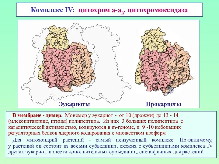 Комплекс IV: цитохром а-а3, цитохромоксидаза В мембране - димер. Мономер