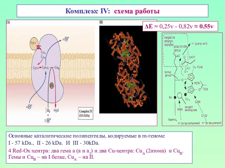 Комплекс IV: схема работы Основные каталитические полипептиды, кодируемые в m-геноме